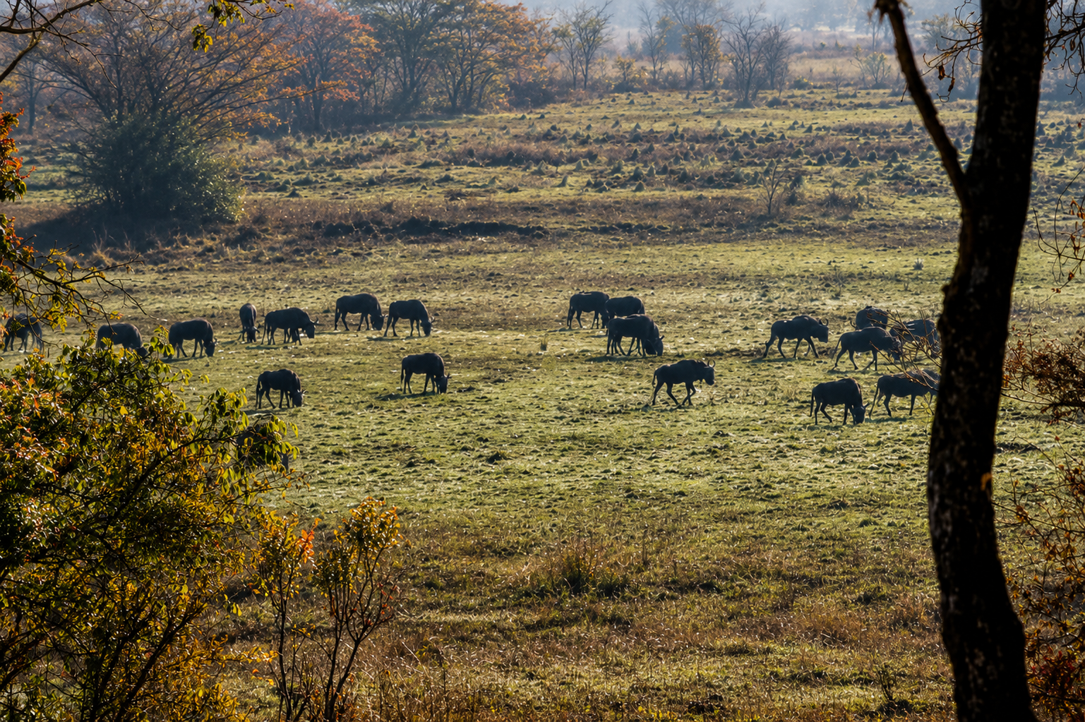 Wildebeest herd grazing across a misty dambo at first light