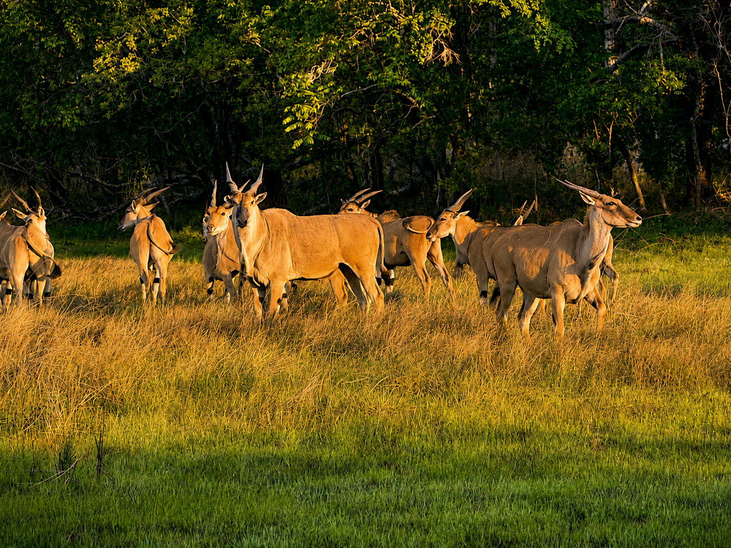 Herd of eland in golden evening light at the woodland edge