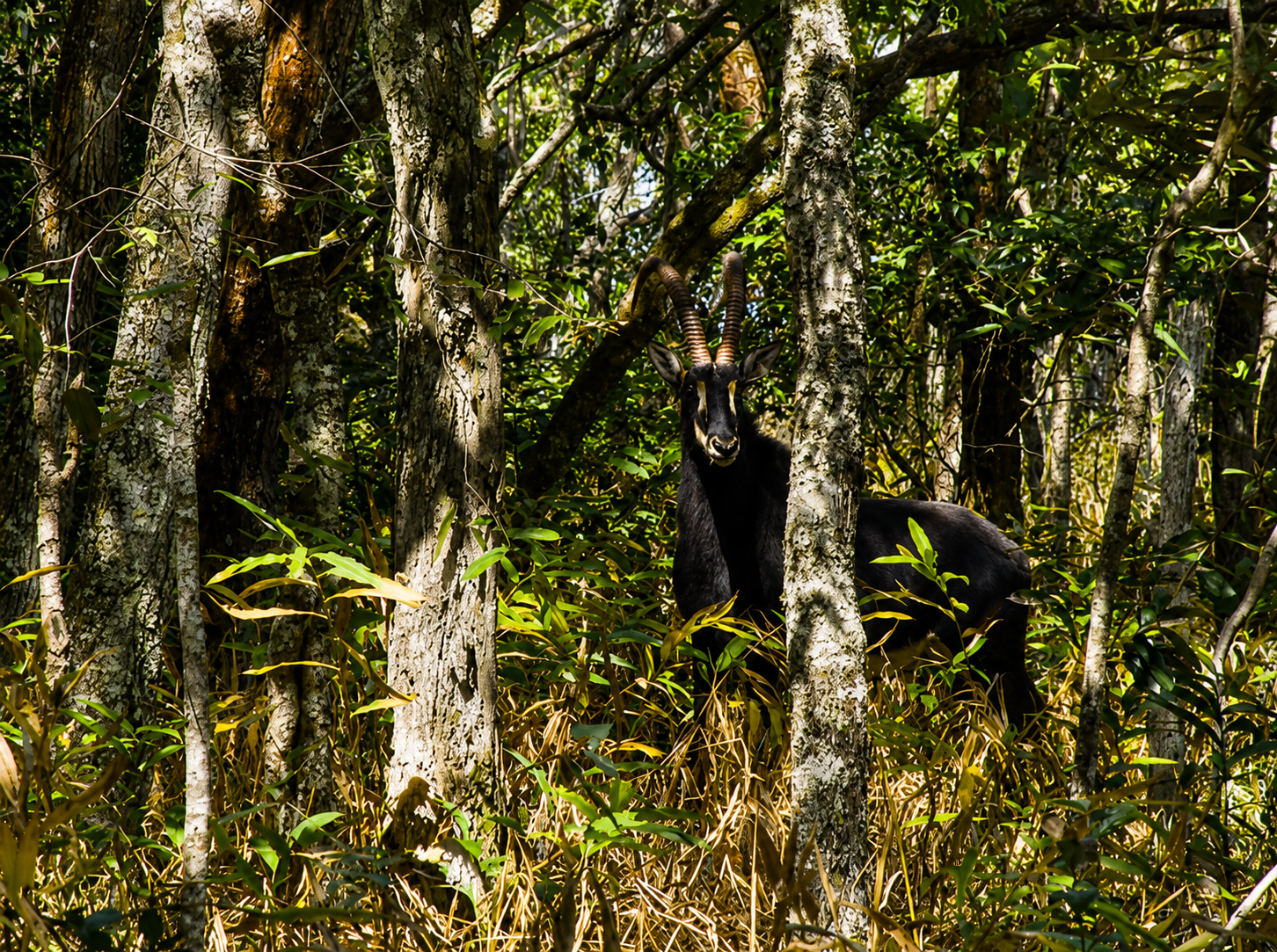 Sable bull standing among the trunks of the dry evergreen forest