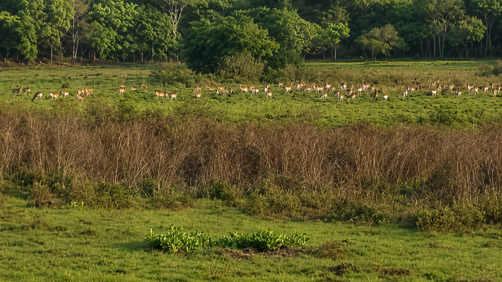 A herd of lechwe grazing across the dambo grassland at golden light