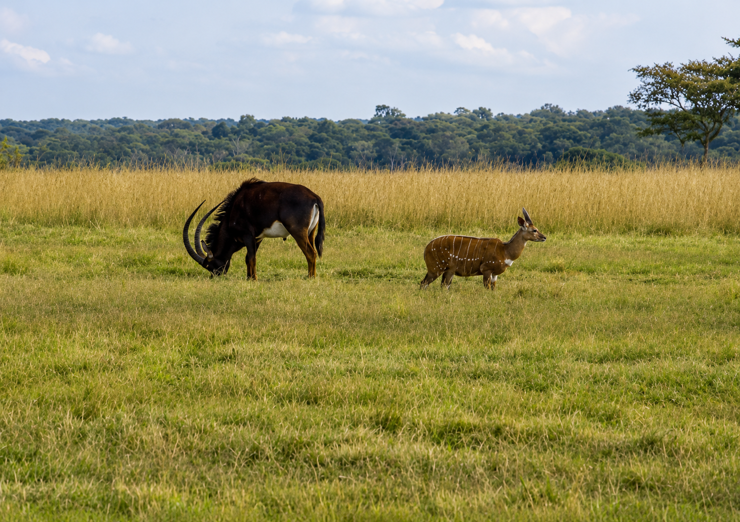 A sable bull and a bushbuck grazing together on open grassland at the forest edge