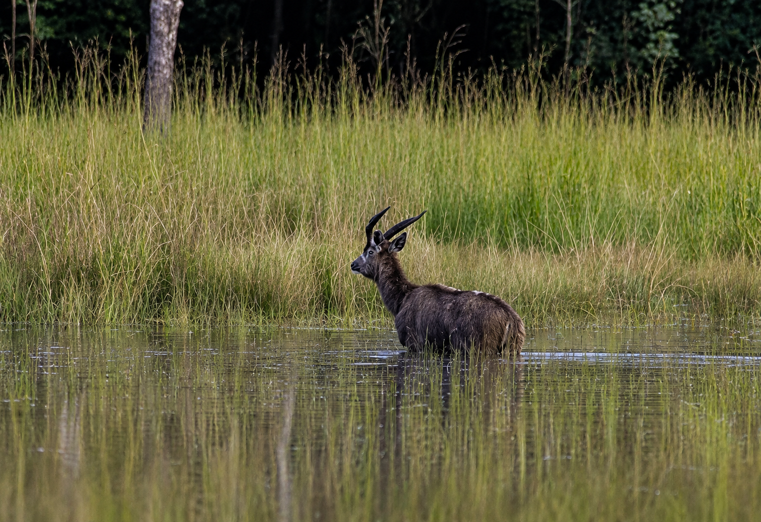 Sitatunga standing in shallow water at the edge of papyrus swamp