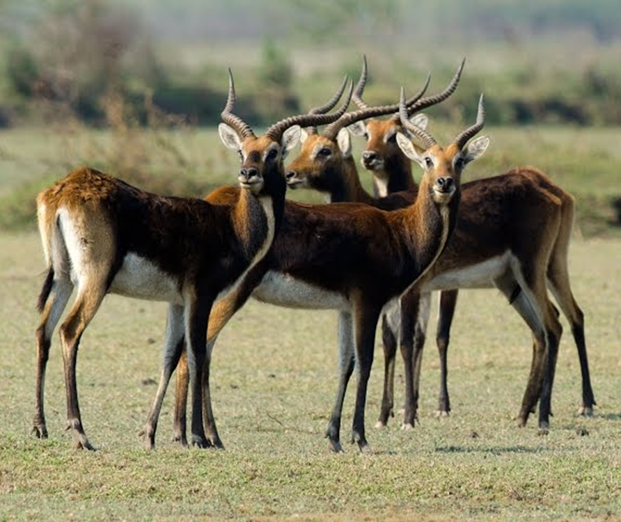 Group of black lechwe rams on the floodplain