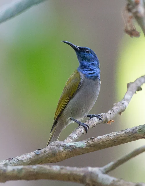 Blue-headed Sunbird