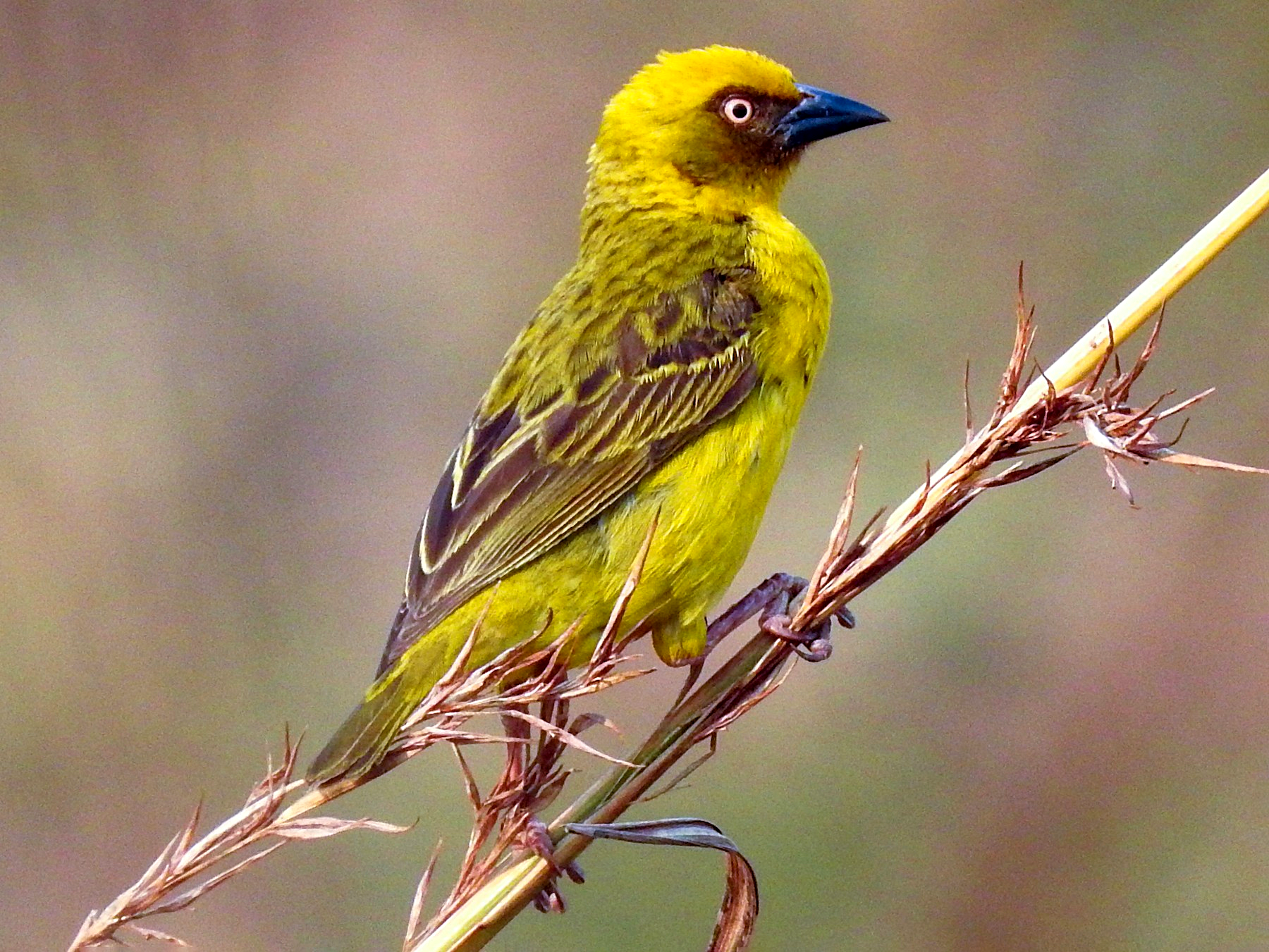 Weaver of the north-western rivers