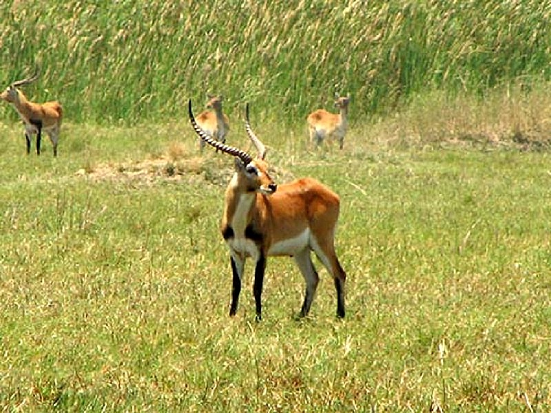 Black lechwe ram with herd on the floodplain