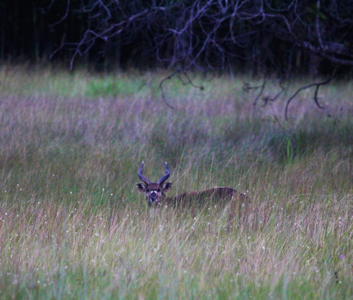 Bushbuck at dusk in the long grass