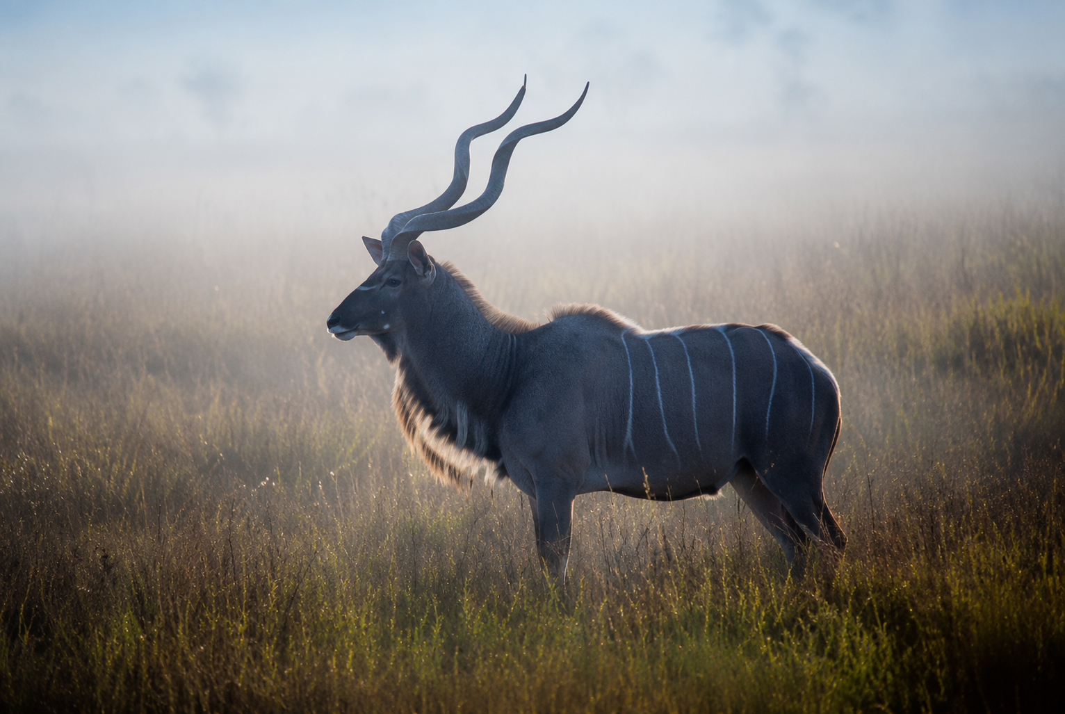Lesser kudu bull in the morning mist