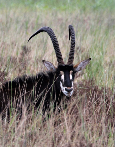 Sable bull concealed in tall grass