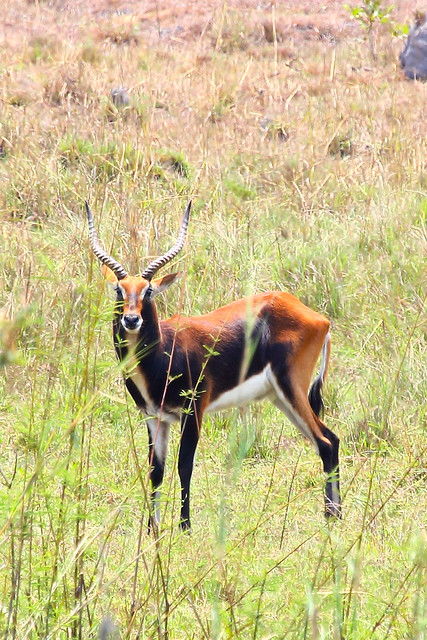 Black lechwe ram in the dambo grass