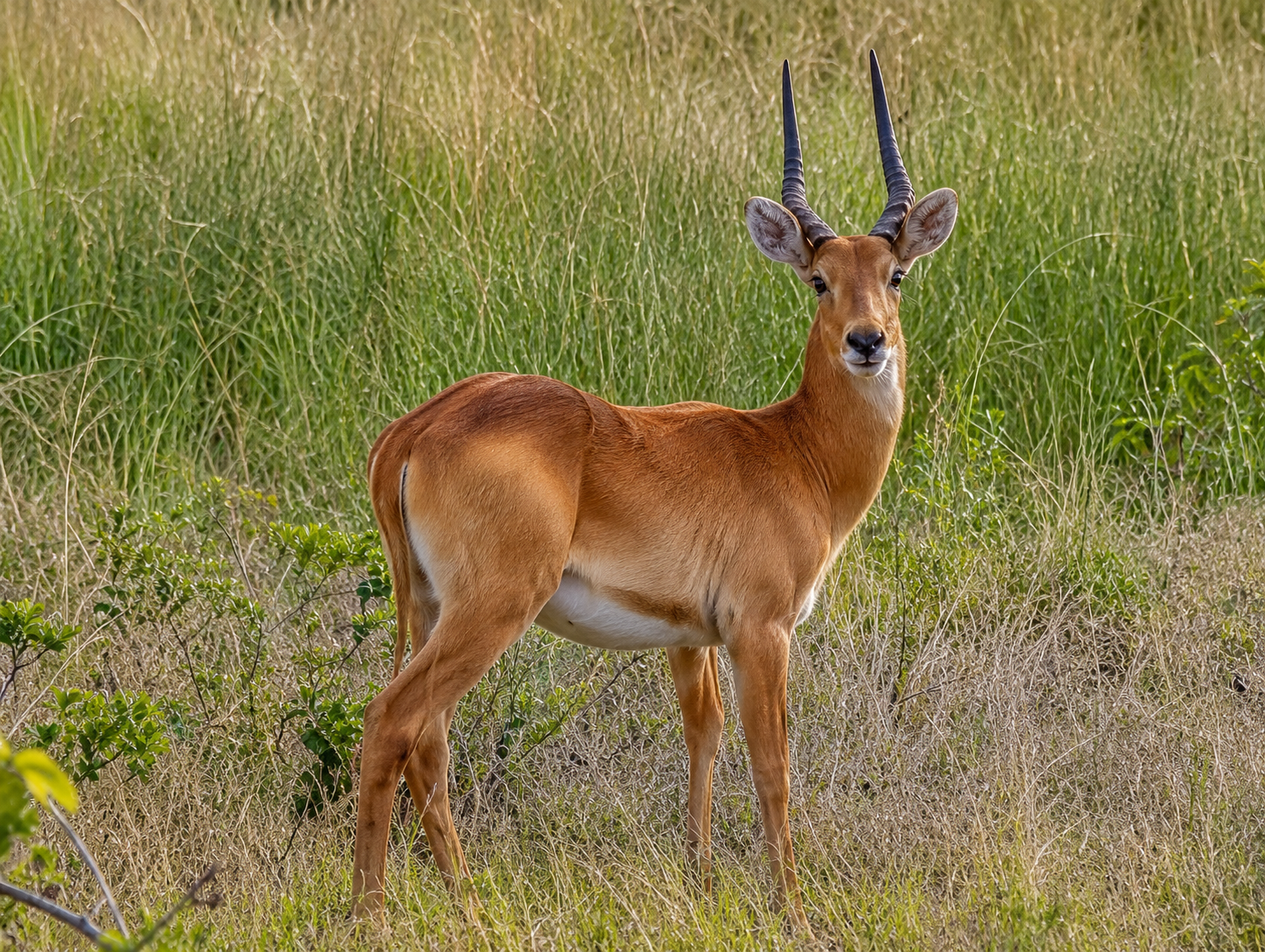 Puku ram standing in lush green grass
