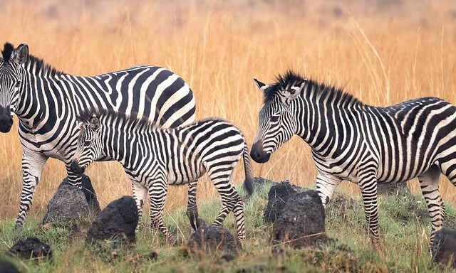 Zebra with foal among the termite mounds