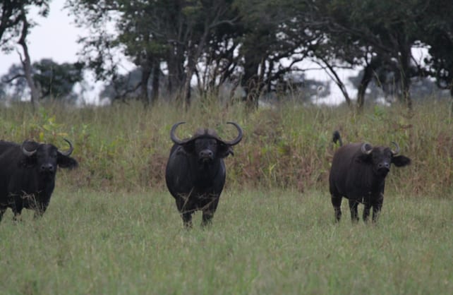 Buffalo on Green Grass