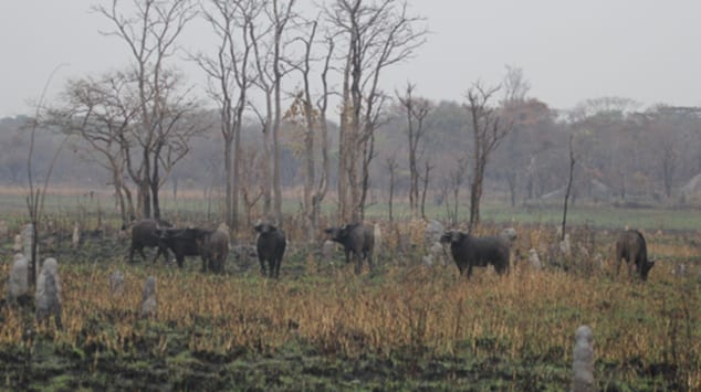 Herd on Open Ground