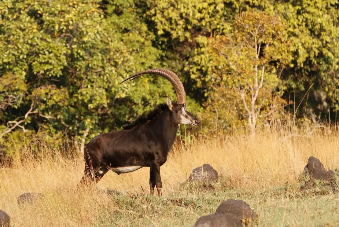 Sable Bull at First Light