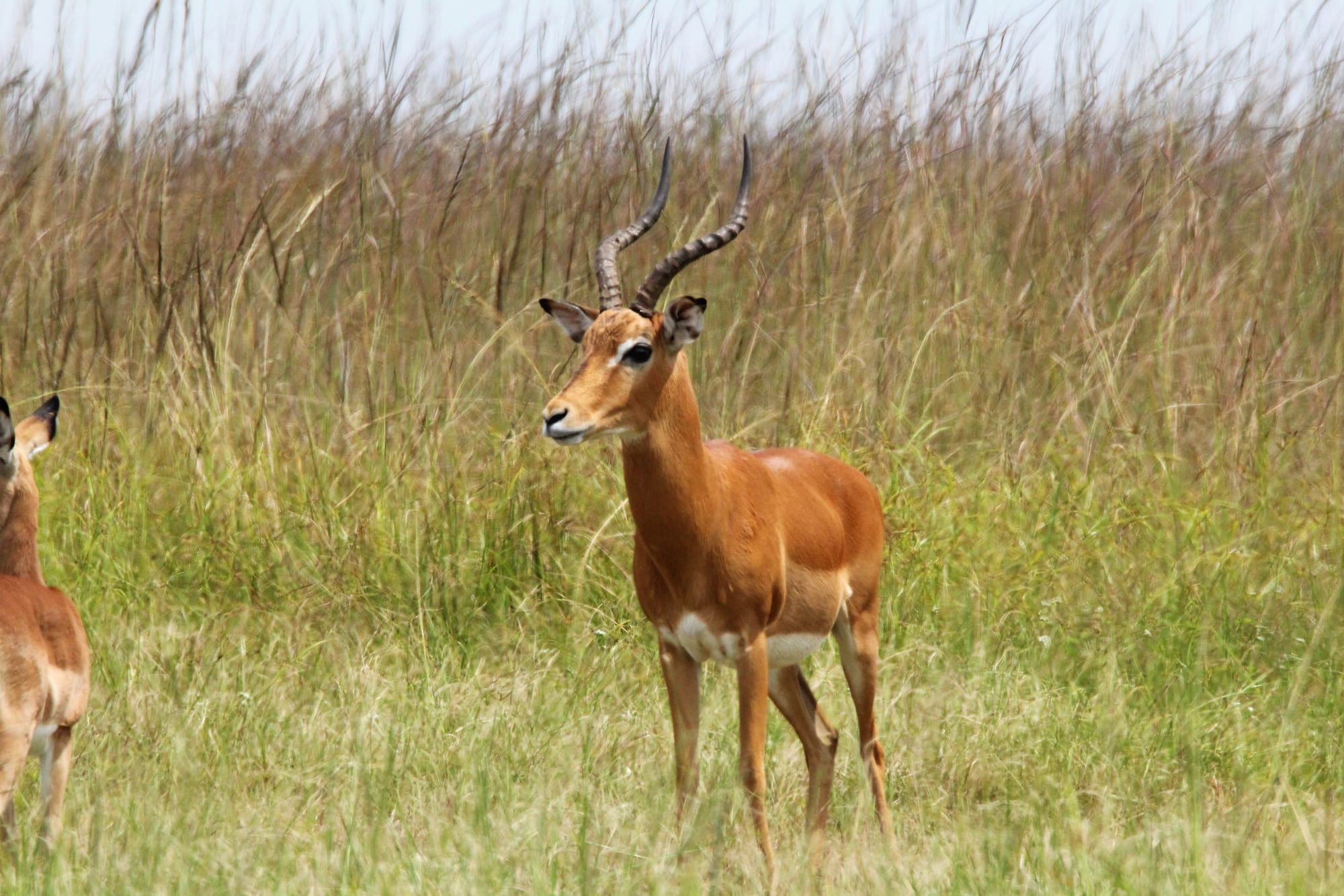 Puku or reedbuck in wetland / dambo grass