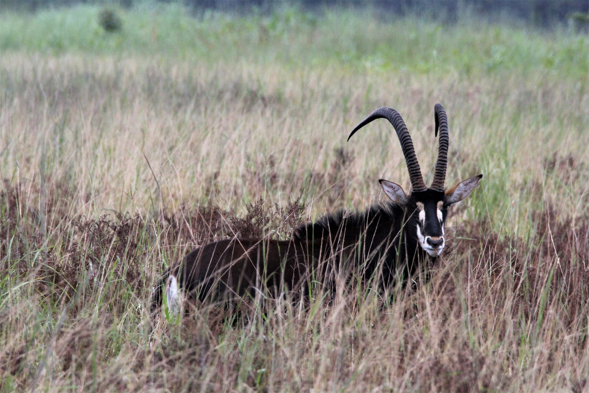 Resting Bull