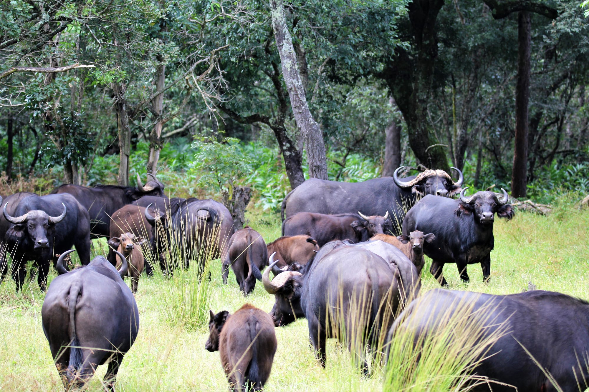 Dagga Herd