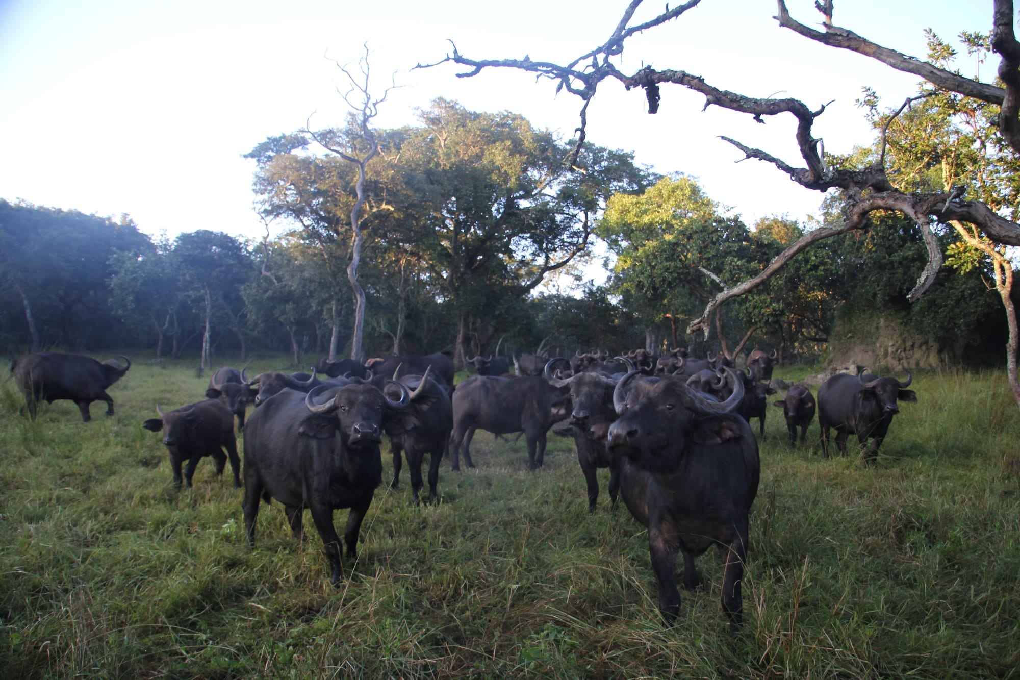 Herd at the Forest Edge