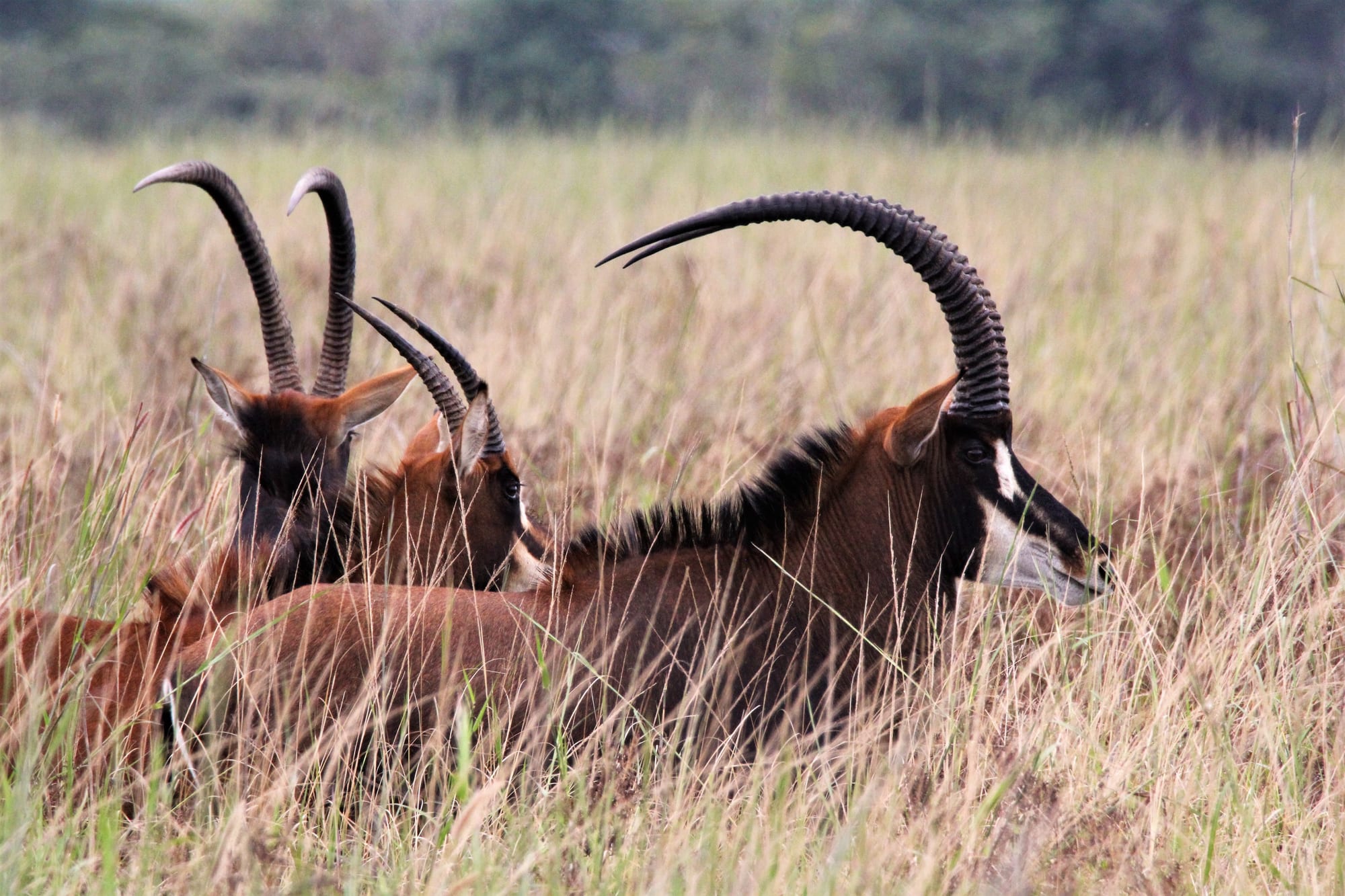 Sable in Evening Grass