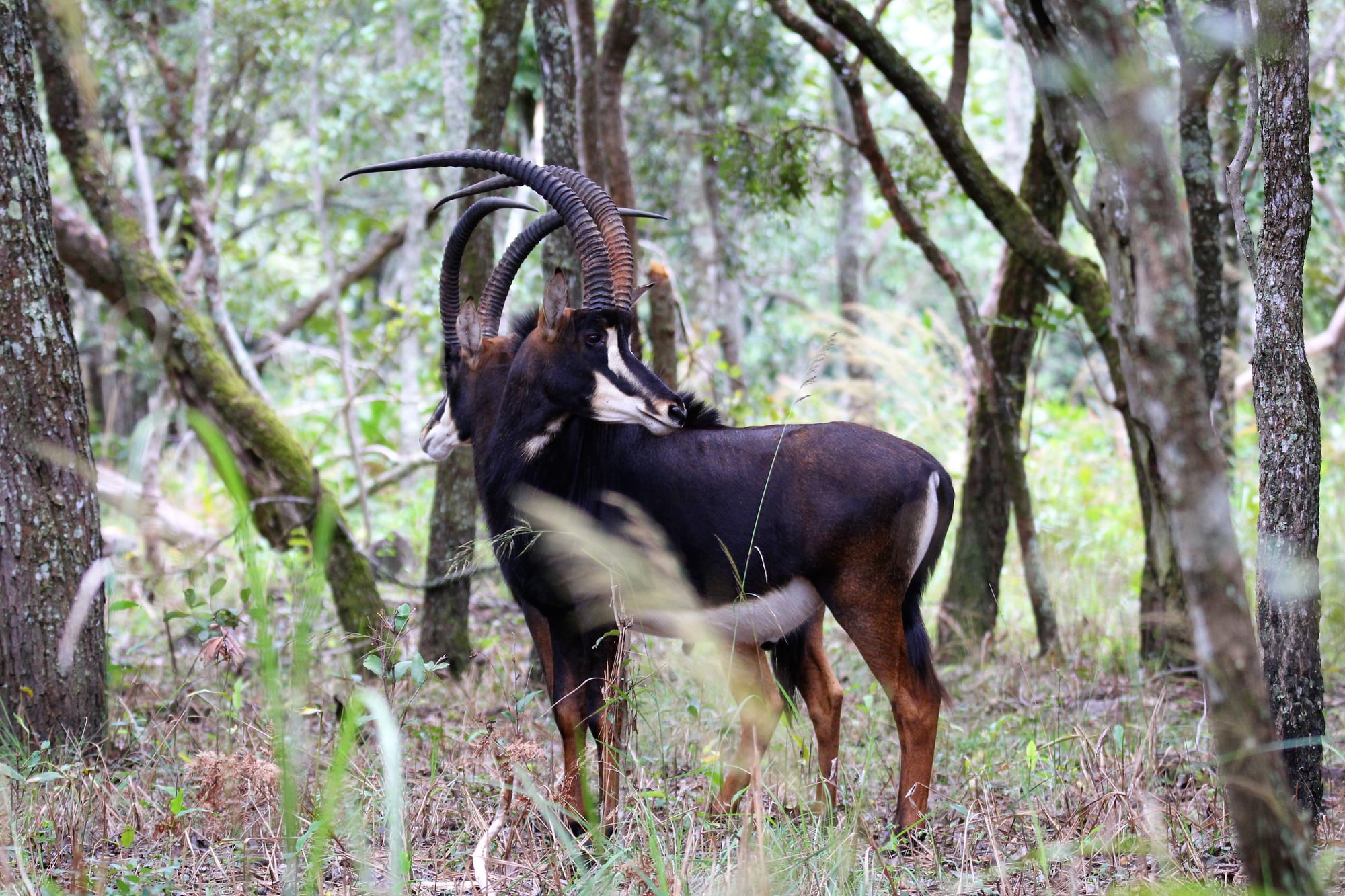 Sable in the Woodland