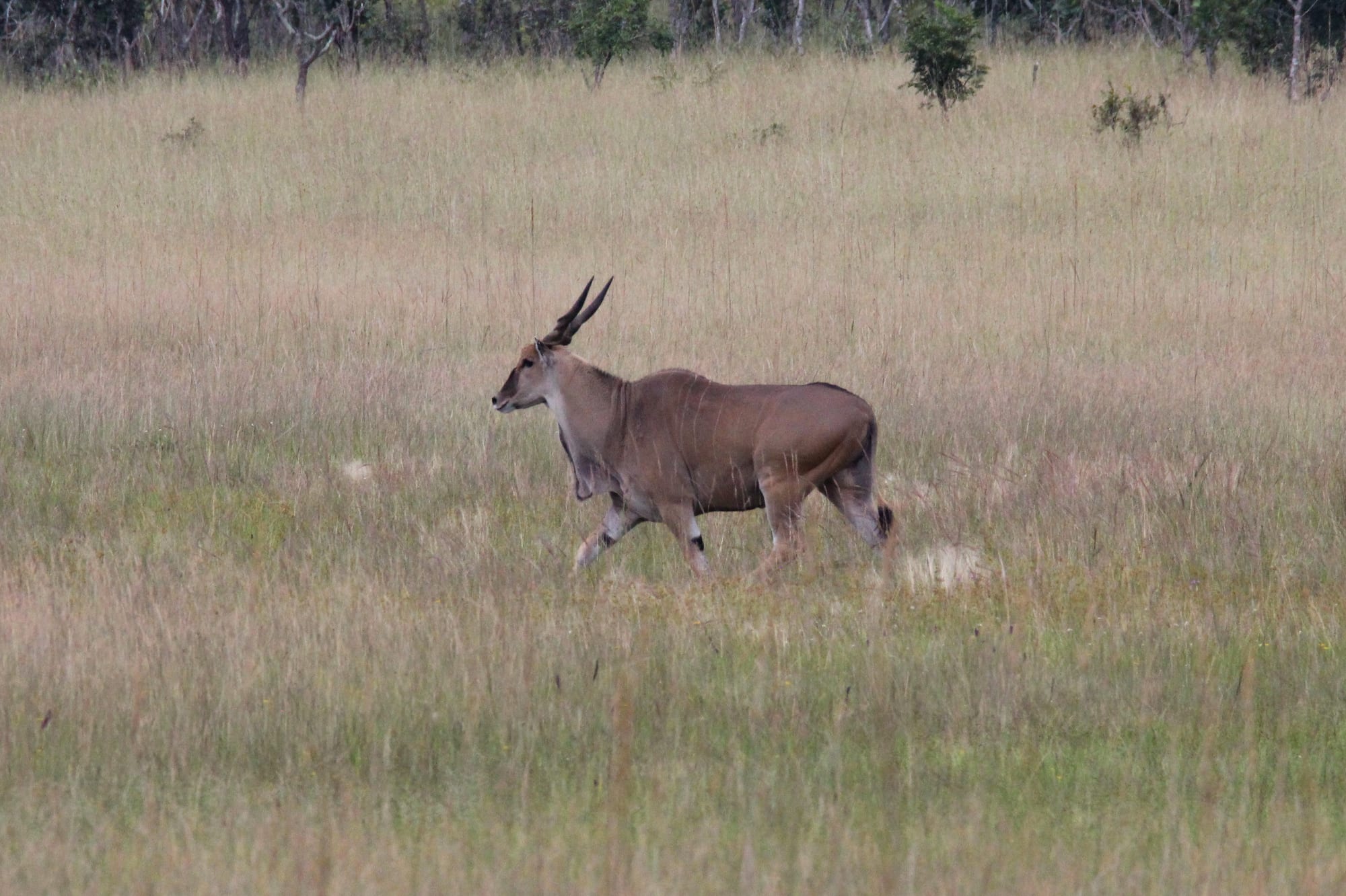 Eland herd on open plain / woodland edge