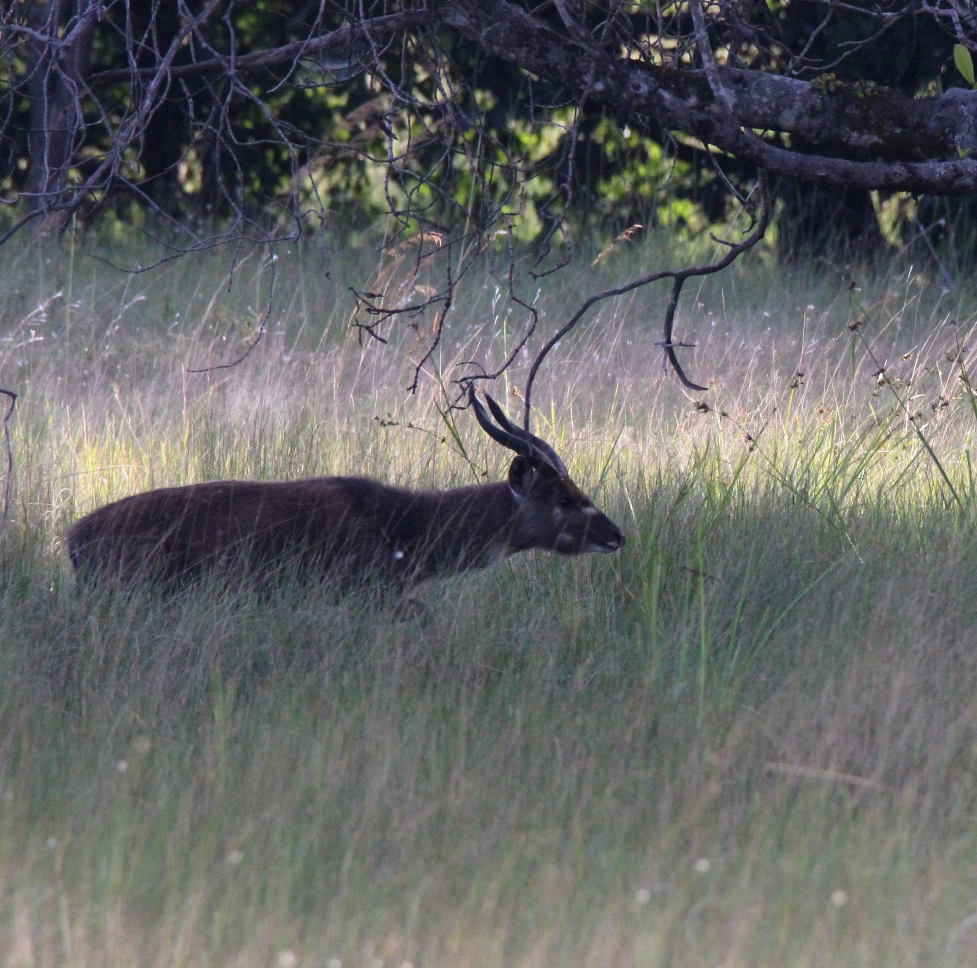 Bushbuck at Dusk