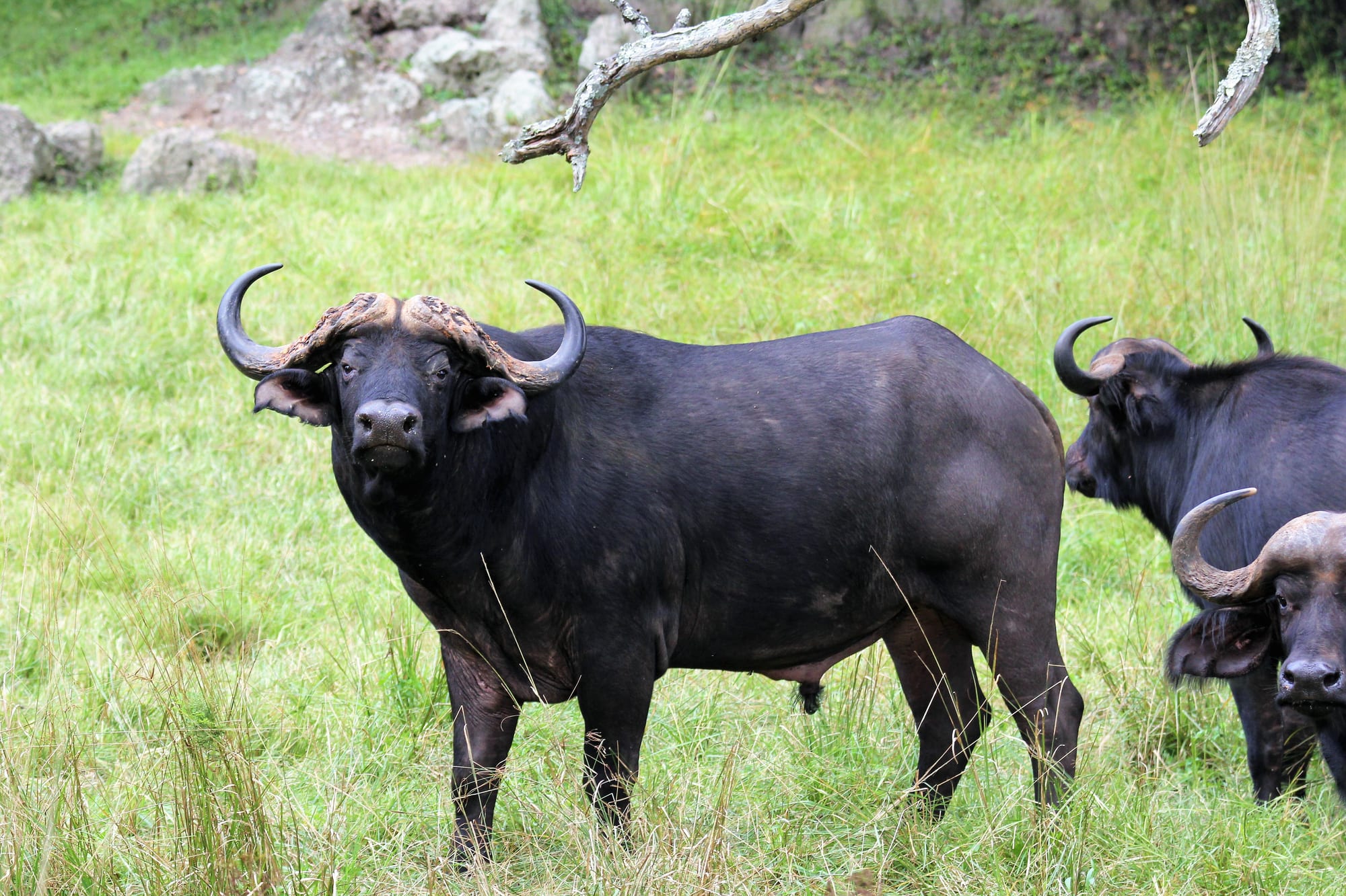 Cape buffalo at Zambezi Nsulu Conservancy