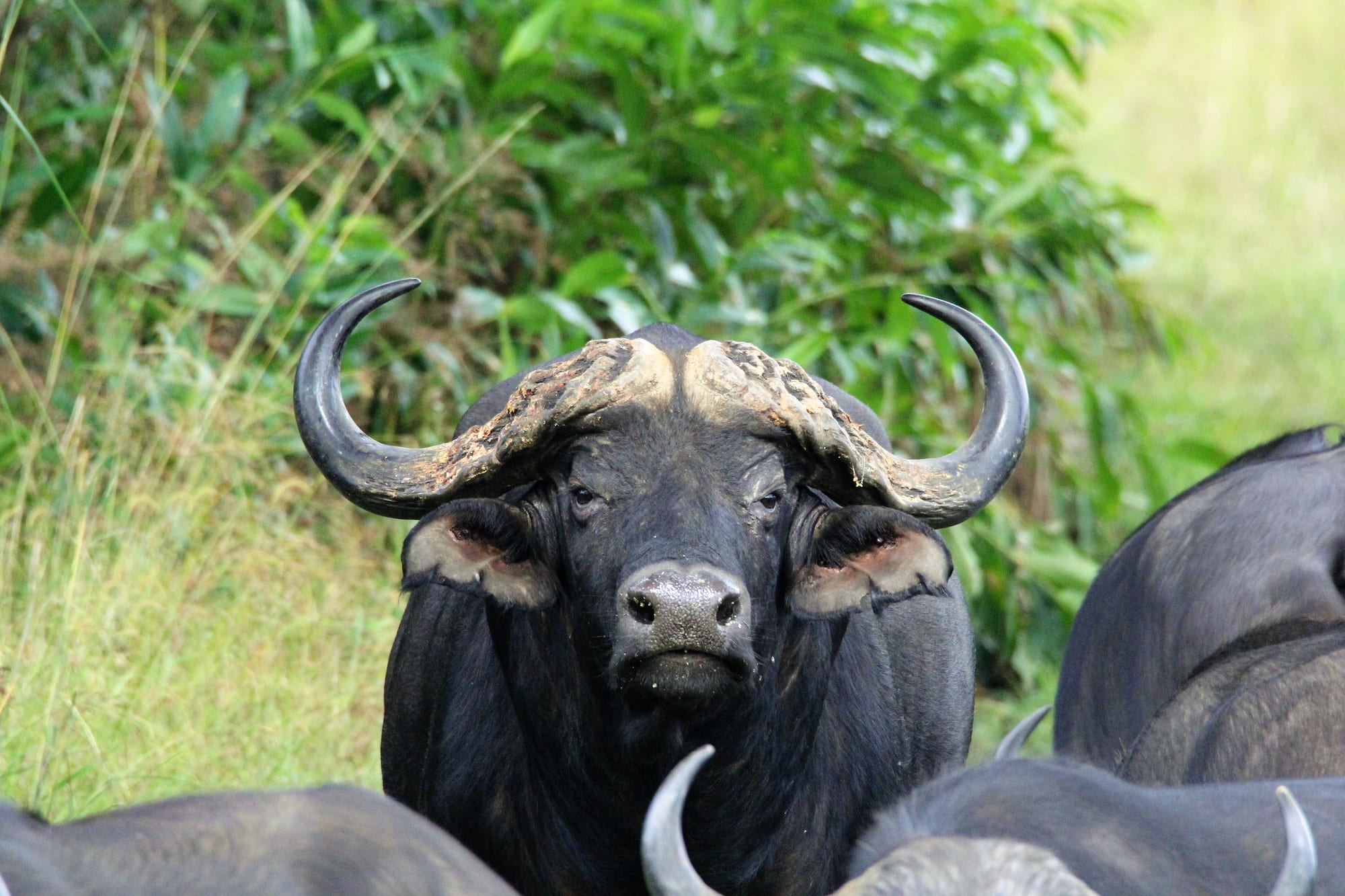 Cape buffalo — bull tracking shot / close up