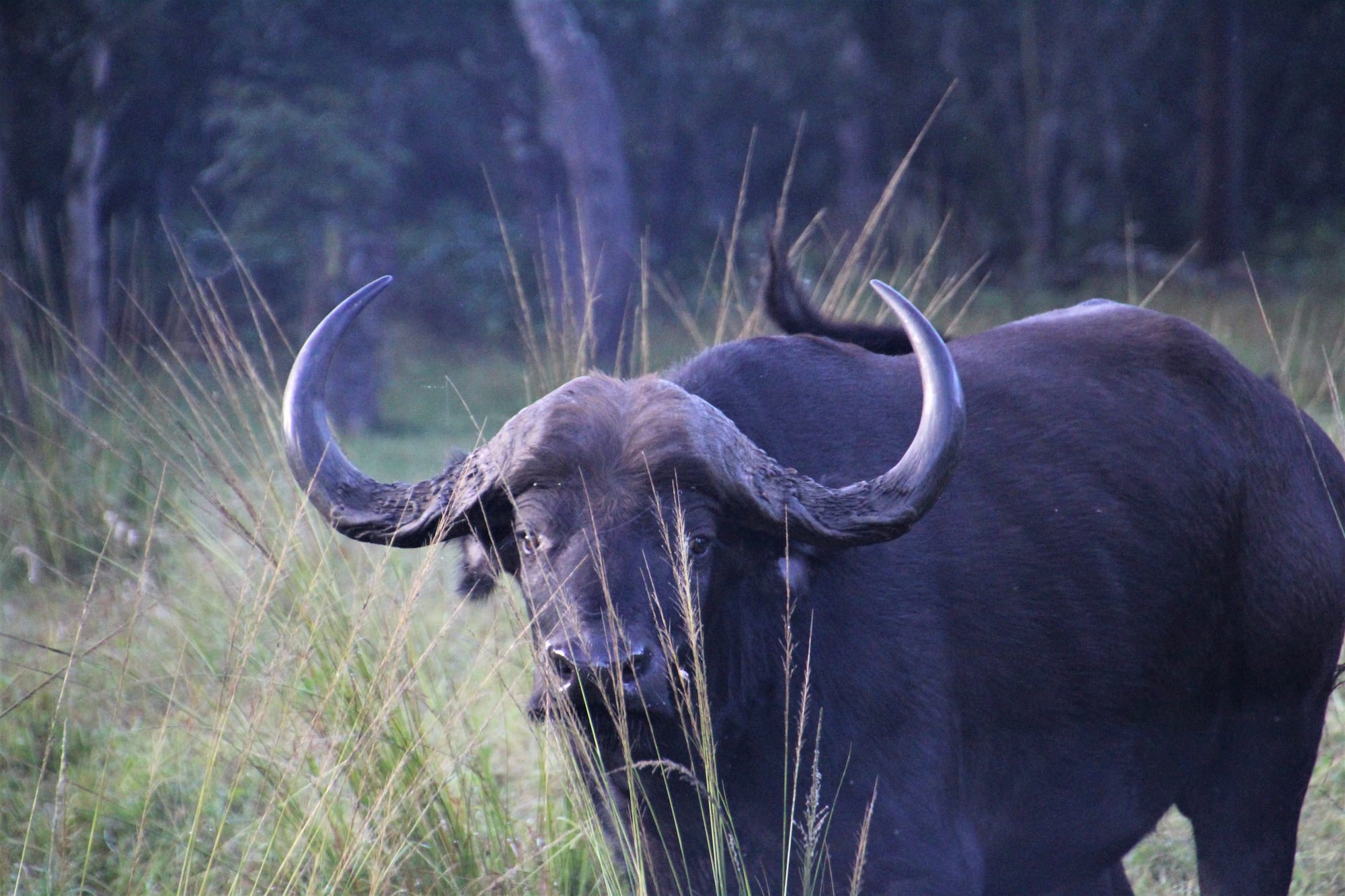 Bull at Dusk