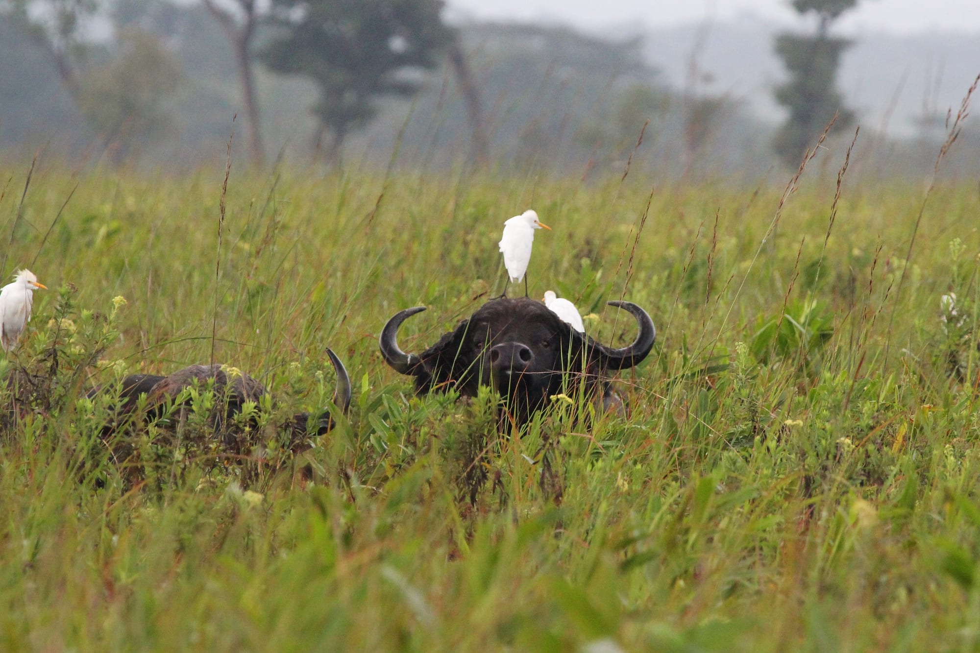 Buffalo & Cattle Egrets on the West Lunga