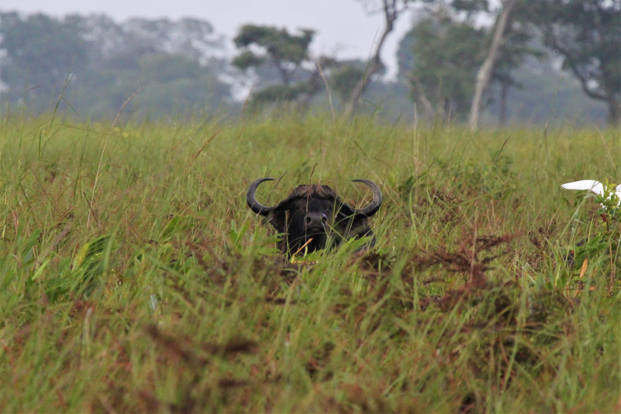 In the Long Grass