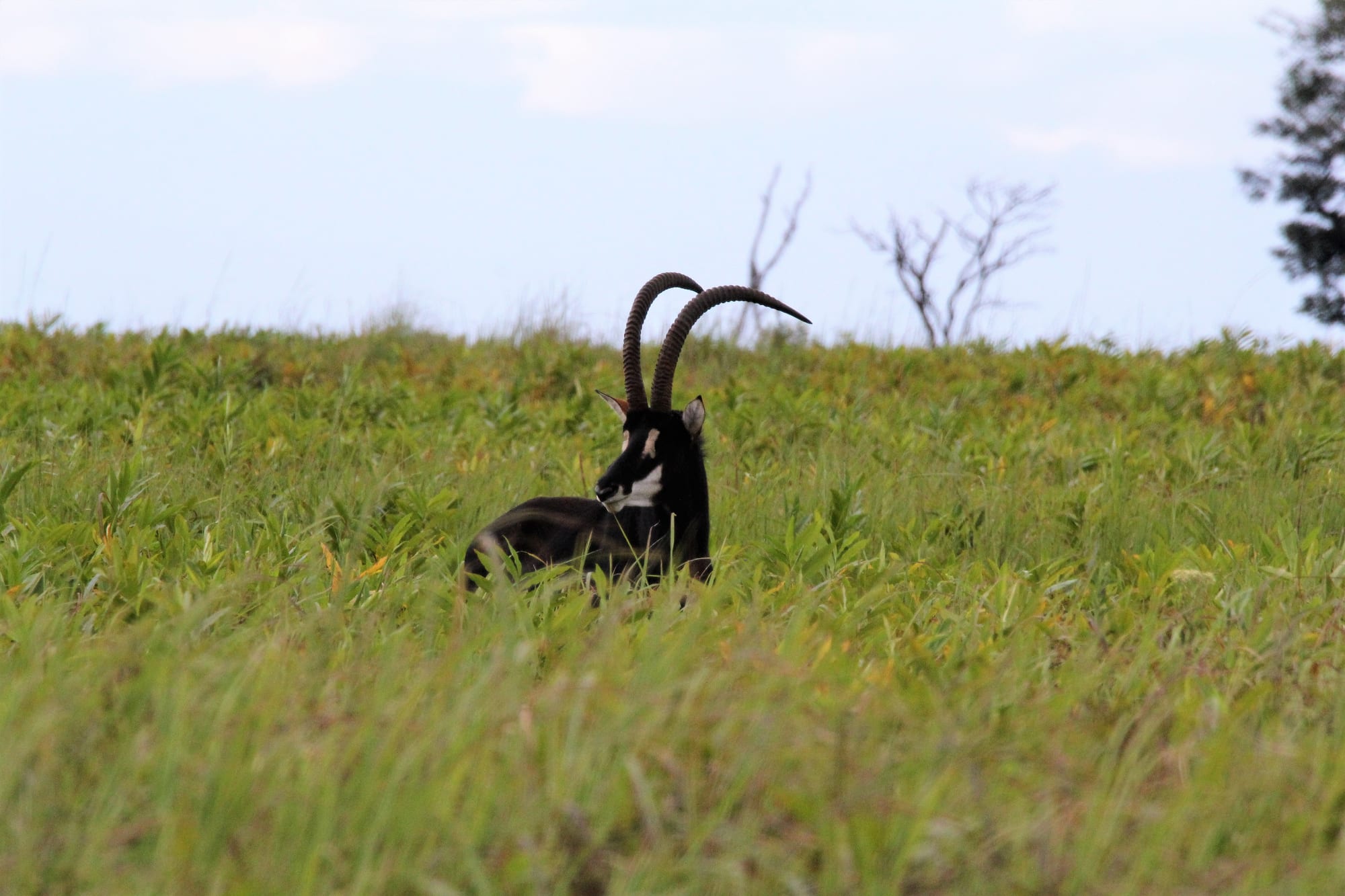 Sable Resting