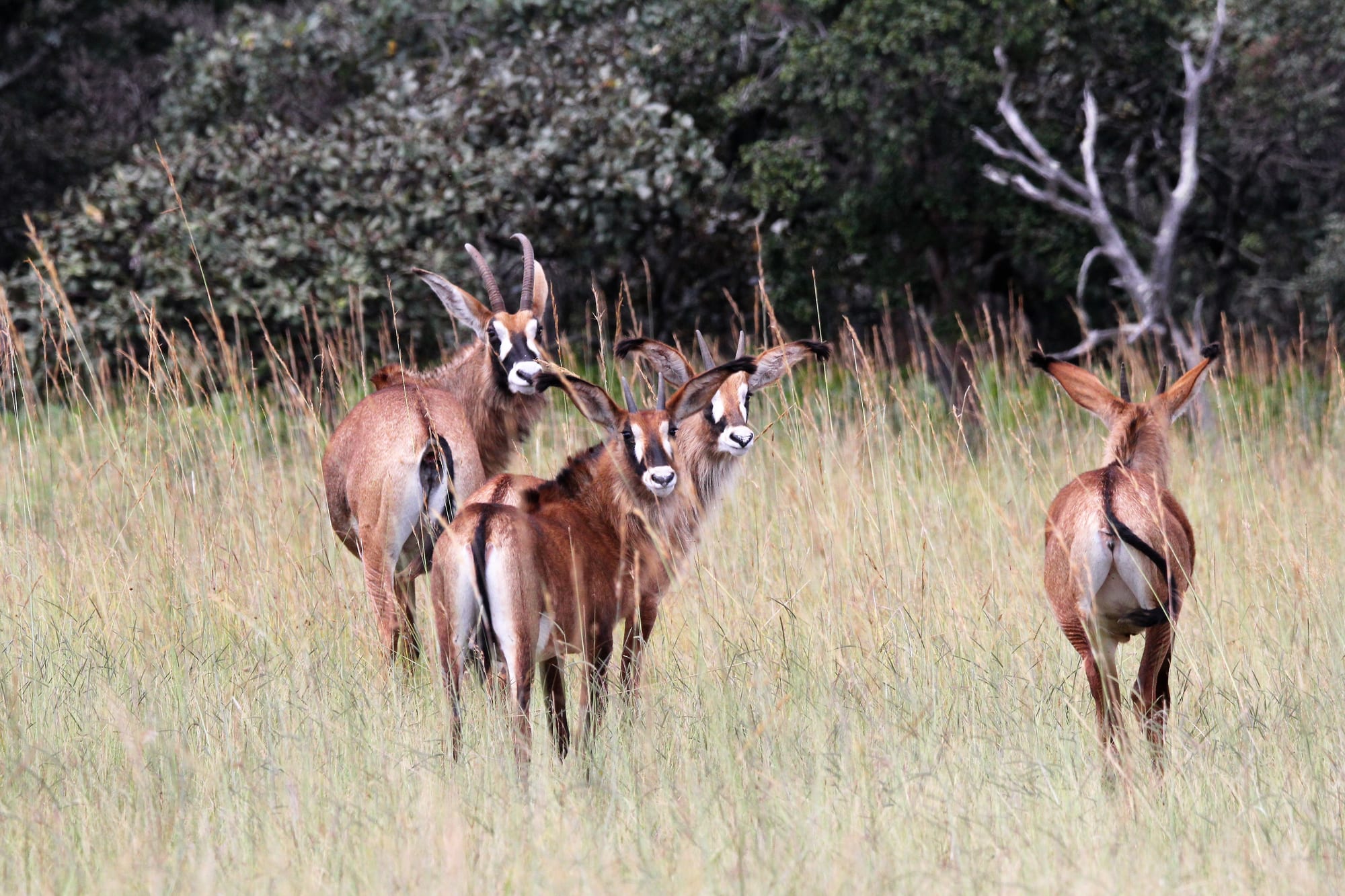 Roan Antelope