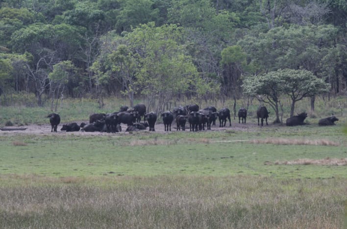 Dambo / seasonal floodplain with wildlife
