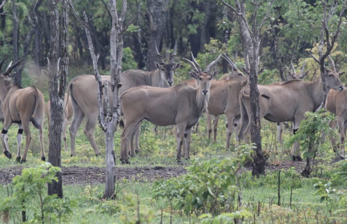 Mixed herd — eland or kudu in woodland