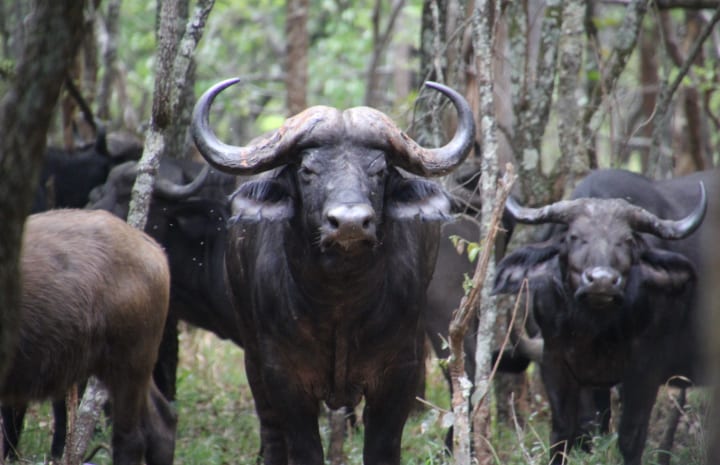 Buffalo in the Woodland