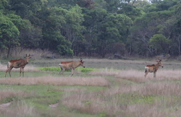 Wildlife monitoring — camera trap check / aerial survey
