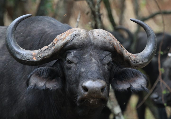 Buffalo Portrait