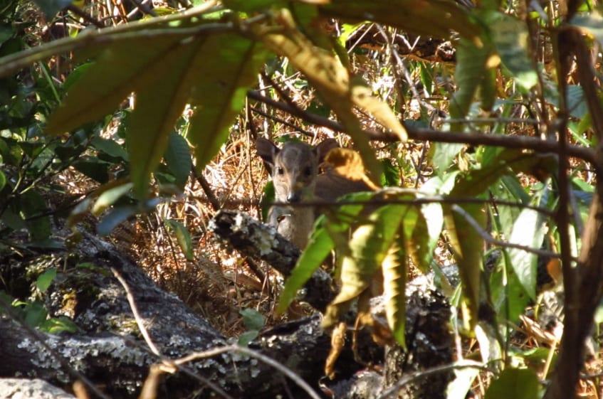 Bushbuck in the Thicket