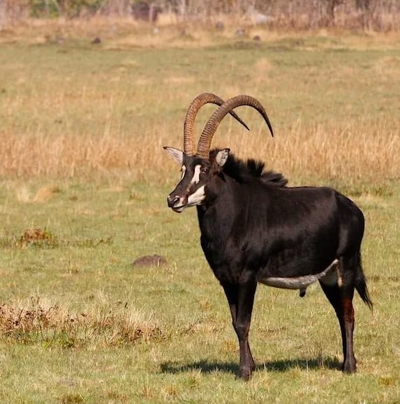 Sable Bull on the Open Dambo